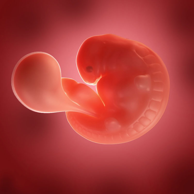 آیا در هفته پنجم بارداری جنین دیده می شود؟