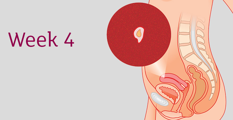 هفته چهارم بارداری