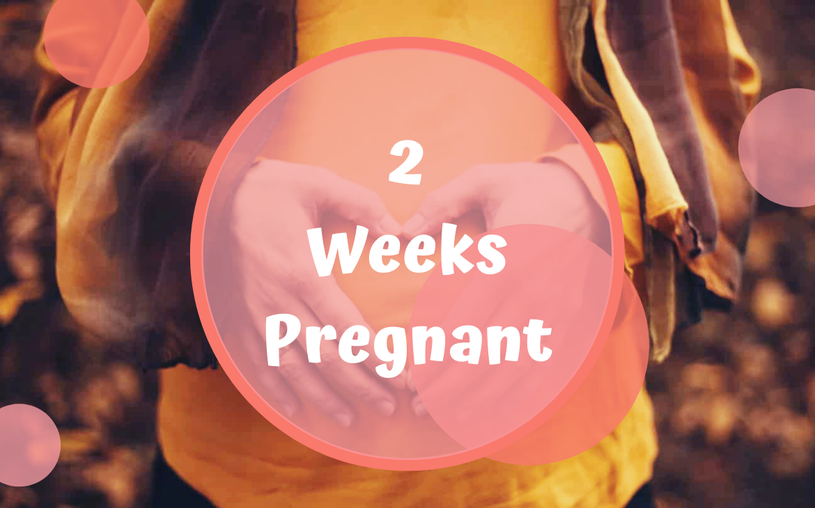 هفته دوم بارداری