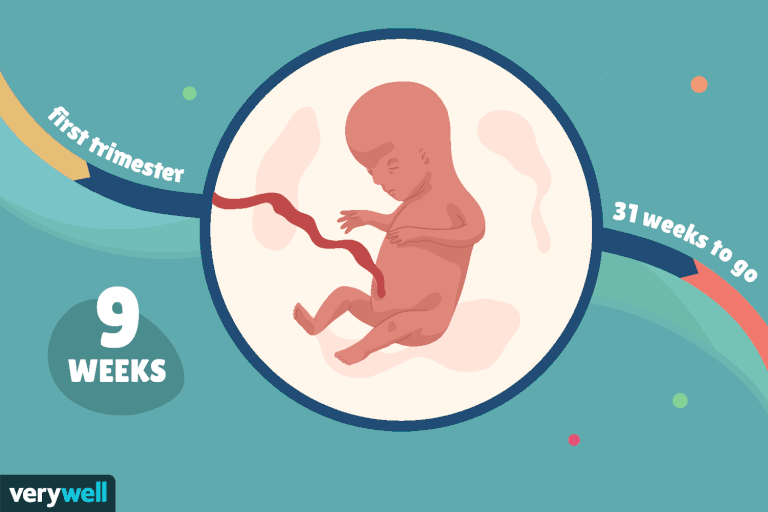 شکل جنین در هفته 9 بارداری