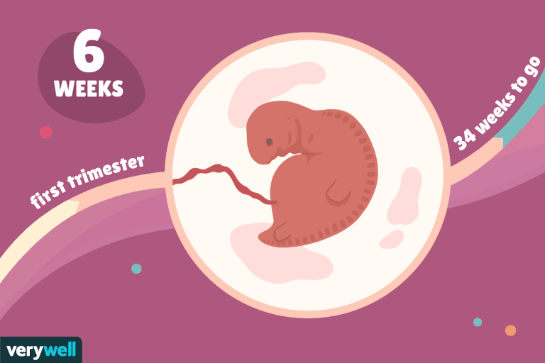 عکس جنین در هفته ششم بارداری