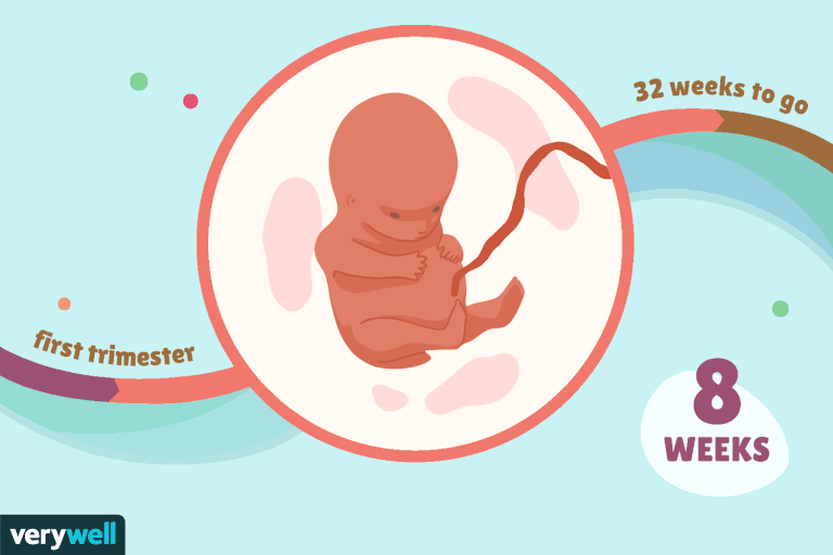 هفته هشتم بارداری و عکس جنین