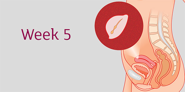 هفته پنجم 5 حاملگی