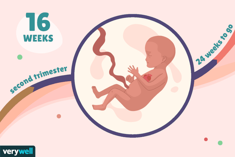 هفته شانزدهم بارداری