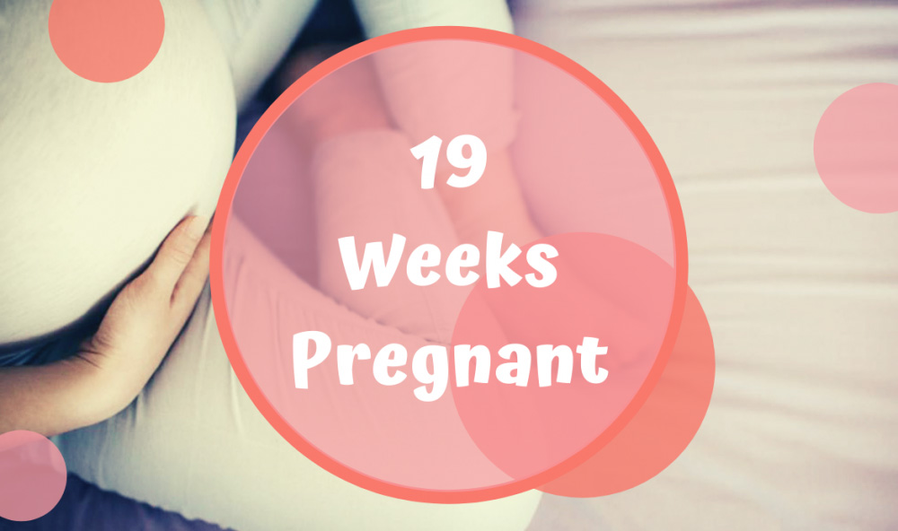 هفته نوزدهم بارداری