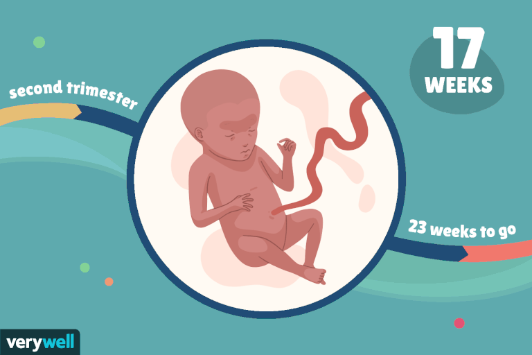 هفته هفدهم بارداری