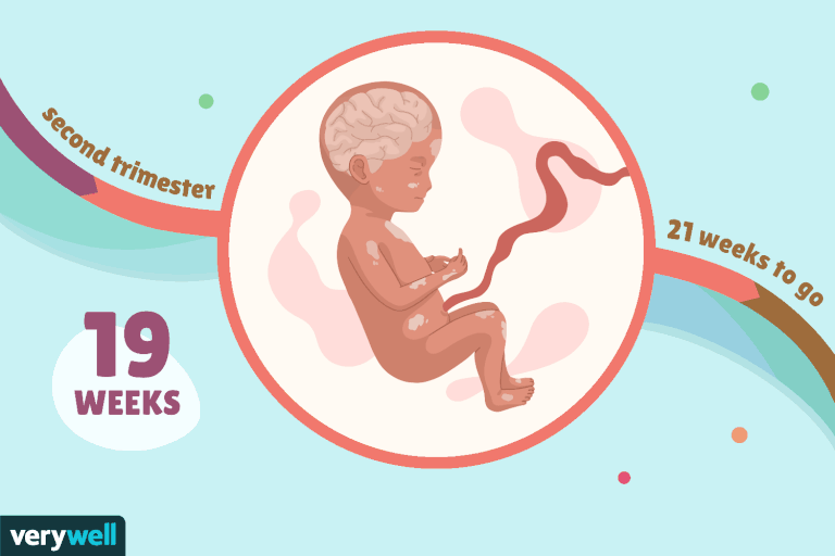جنین در هفته 19 بارداری